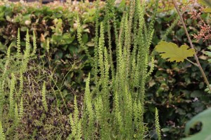 reseda luteola (1) (1200 x 800)